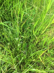 Rhynchospora inexpansa