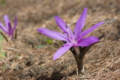 Colchicum bulbocodium bulbocodium