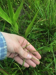 Rhynchospora inexpansa