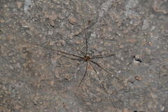 Amilenus aurantiacus