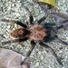 Tiger Rump Tarantulas - Photo (c) Erick Noe Tapia Banda, some rights reserved (CC BY-NC), uploaded by Erick Noe Tapia Banda