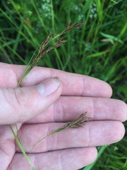 Rhynchospora inexpansa