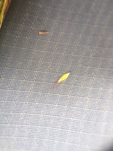 Image of Rhynchospora inexpansa by no rights reserved