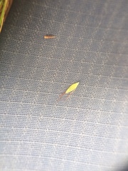 Rhynchospora inexpansa