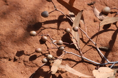 Corymbia