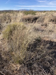 Eragrostis lehmanniana