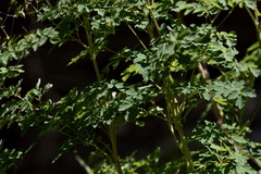 Thalictrum decipiens