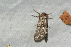 Panthea acronyctoides