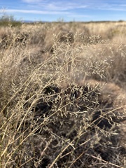 Eragrostis lehmanniana