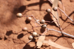 Corymbia
