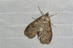 Palpita arsaltealis