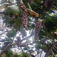 Garrya elliptica