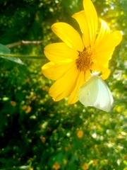 Leptophobia aripa elodia