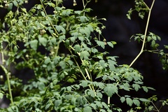 Thalictrum decipiens
