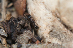 Tetramorium caespitum