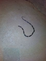 Leptodeira nigrofasciata