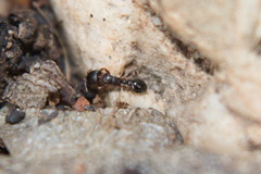 Tetramorium caespitum