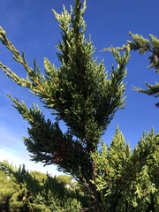 Cupressus macrocarpa