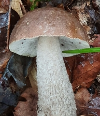 Leccinum scabrum