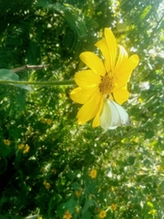 Leptophobia aripa elodia