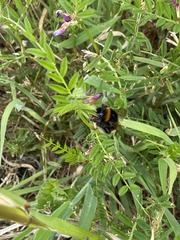 Bombus terrestris audax