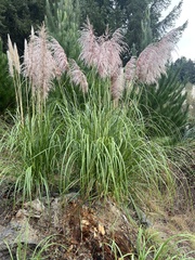 Cortaderia jubata