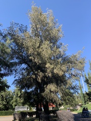 Prosopis laevigata