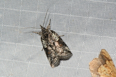 Nycteola