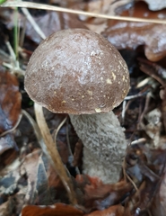 Leccinum scabrum