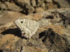 Hipparchia tamadabae