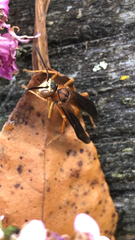 Polistes rubiginosus