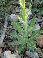 Tyrimnus leucographus