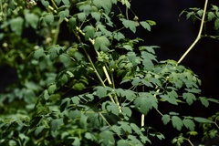Thalictrum decipiens