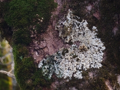 Ricasolia amplissima