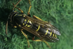 Polistes nimpha