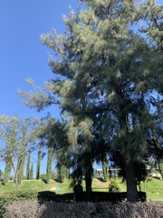 Casuarina equisetifolia