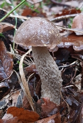 Leccinum scabrum