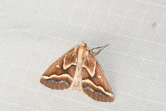 Caripeta angustiorata