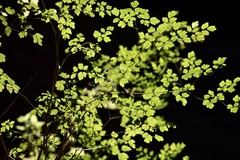 Thalictrum decipiens
