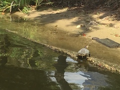 Trachemys scripta elegans