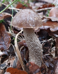Leccinum scabrum