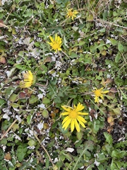 Arctotheca prostrata