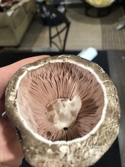 Agaricus deardorffensis