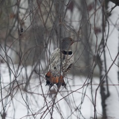 Colaptes auratus luteus × cafer