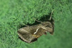 Macdunnoughia confusa