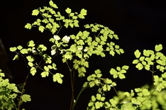 Thalictrum decipiens