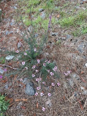 Linaria purpurea