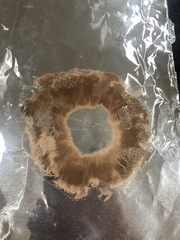 Agaricus deardorffensis