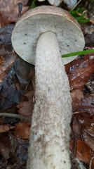 Leccinum scabrum