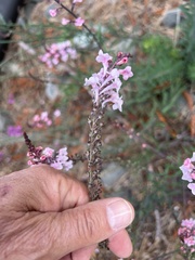 Linaria purpurea